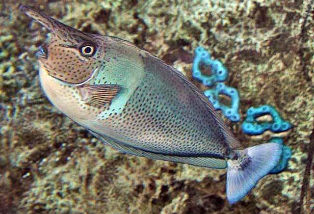 Spotted Unicornfish