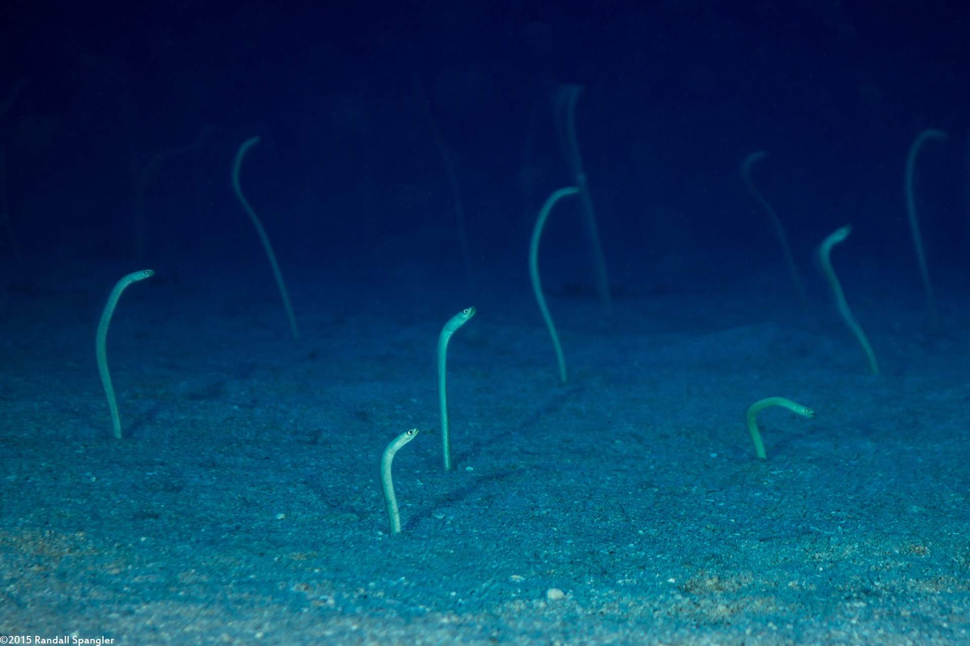 Hawaiian Garden Eel