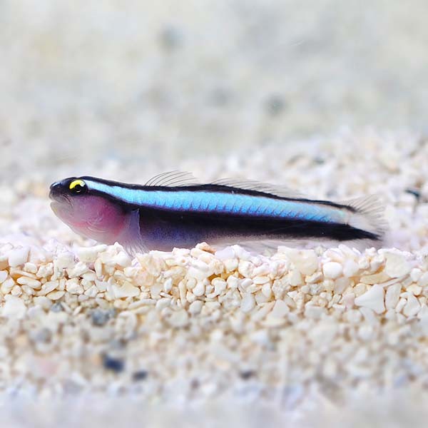Sharknose Goby