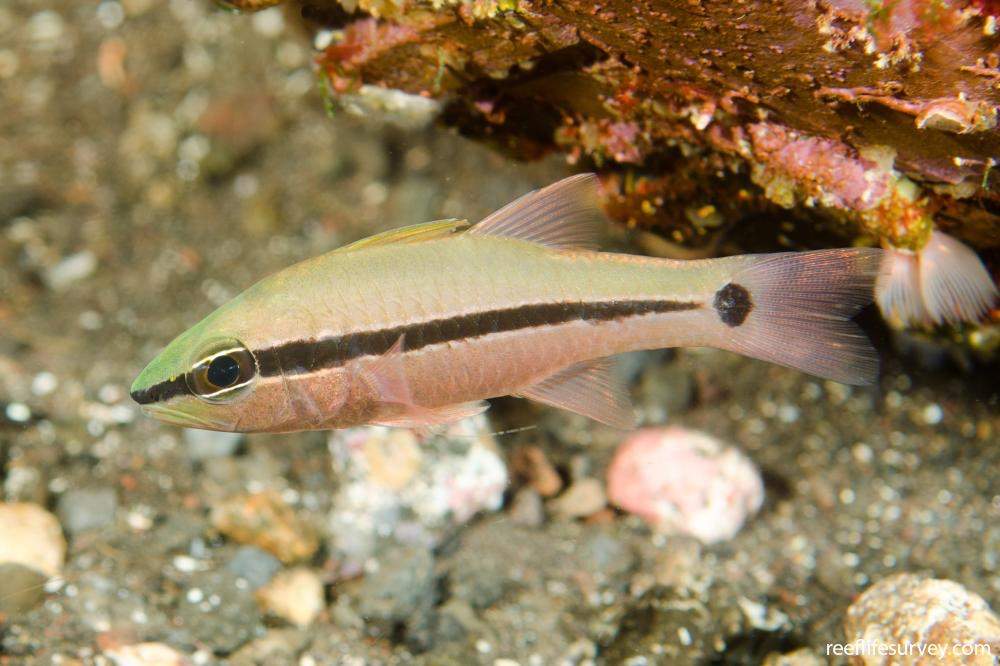 Bridled Cardinalfish