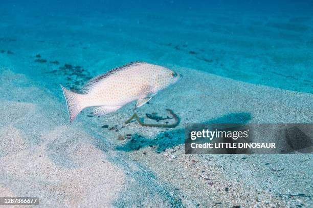 Areolate Grouper