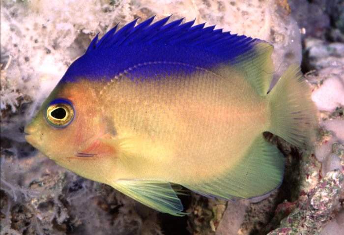 Colin's Angelfish