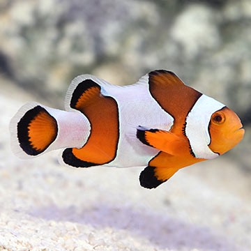 Wide-band Clownfish