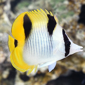 True Percula Clownfish