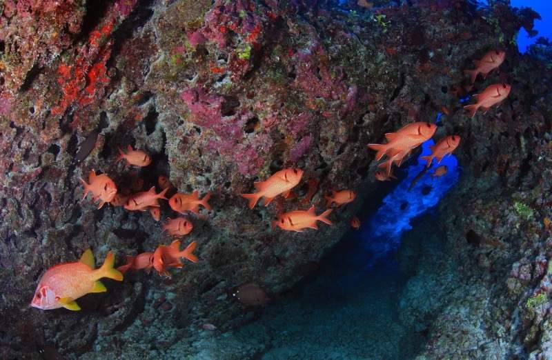 Blotcheye Soldierfish