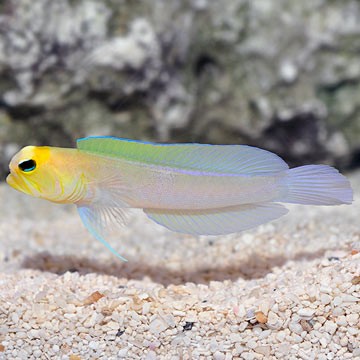 Yellow Hawkfish
