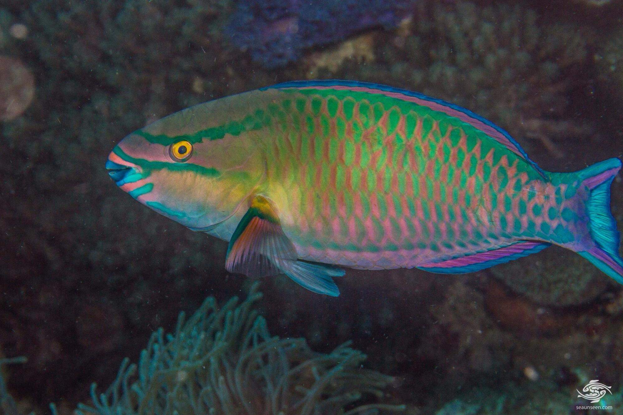 Tricolor Parrotfish