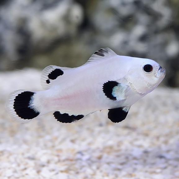 Snow Onyx Clownfish