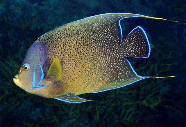 Semicircle Angelfish