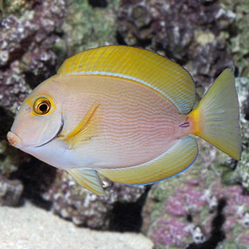 Eyestripe Surgeonfish