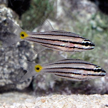 Five-Lined Cardinalfish
