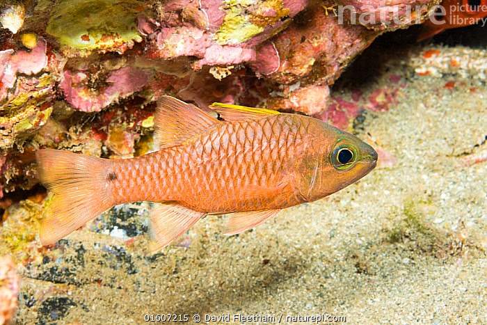 Iridescent Cardinalfish