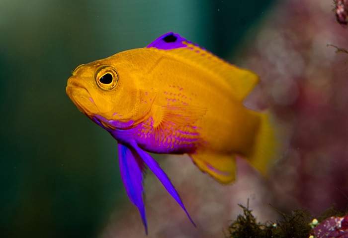Cuban Basslet