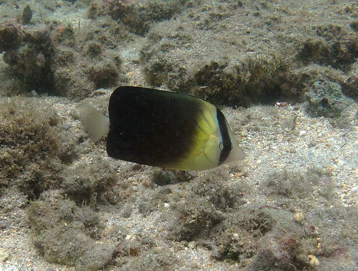 Blackburn's Butterflyfish