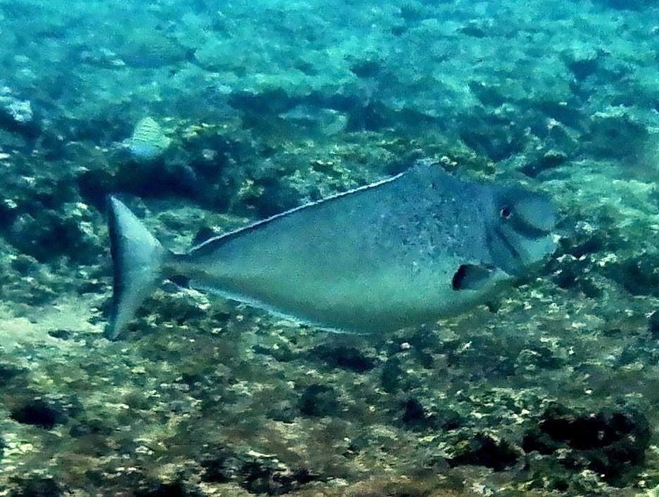Bulbnose Unicornfish