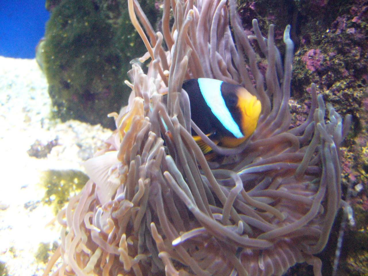 Allard's Clownfish
