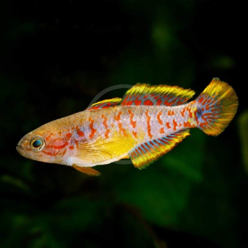 Peacock Prawn Goby
