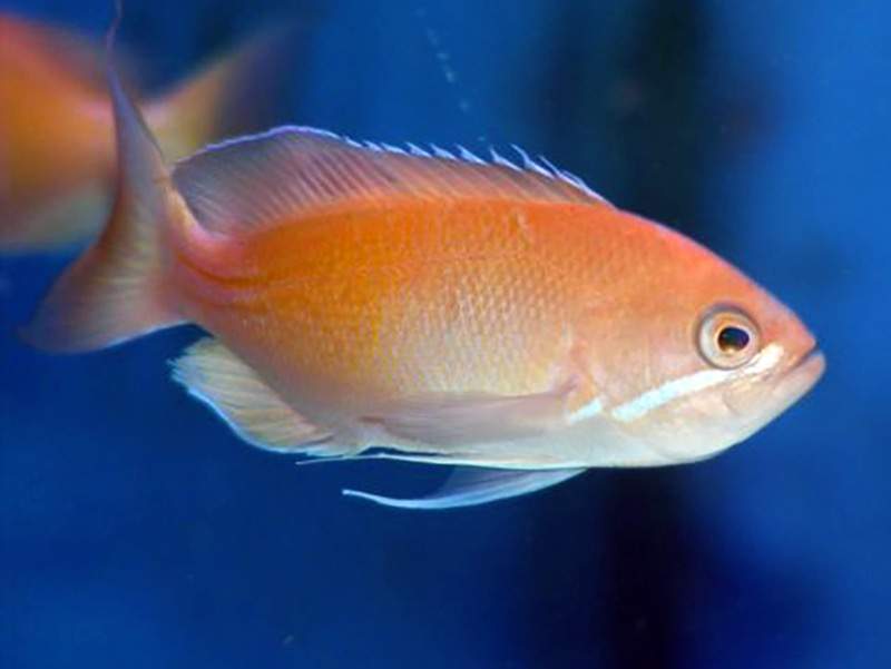 Marcia's Anthias