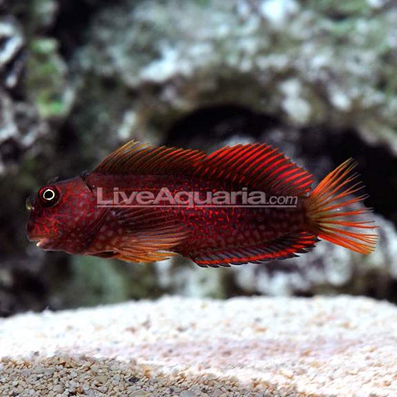Red-Streaked Blenny