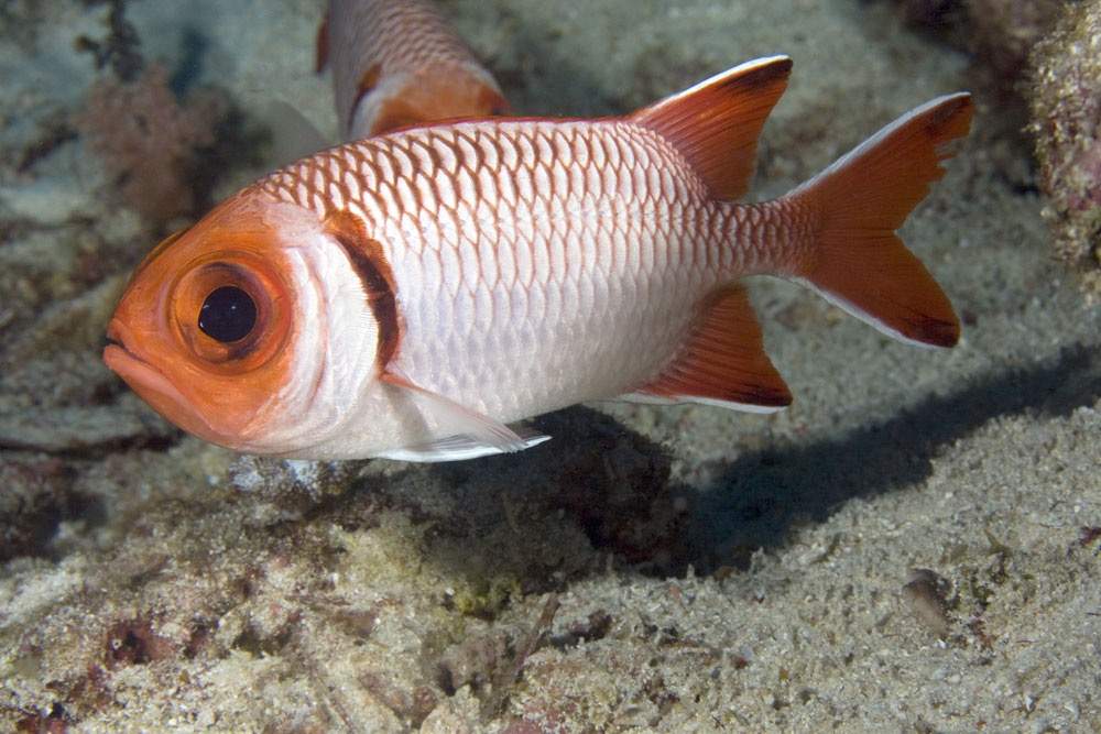 Blacktip Soldierfish