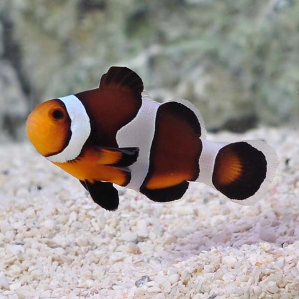 Clark's Clownfish
