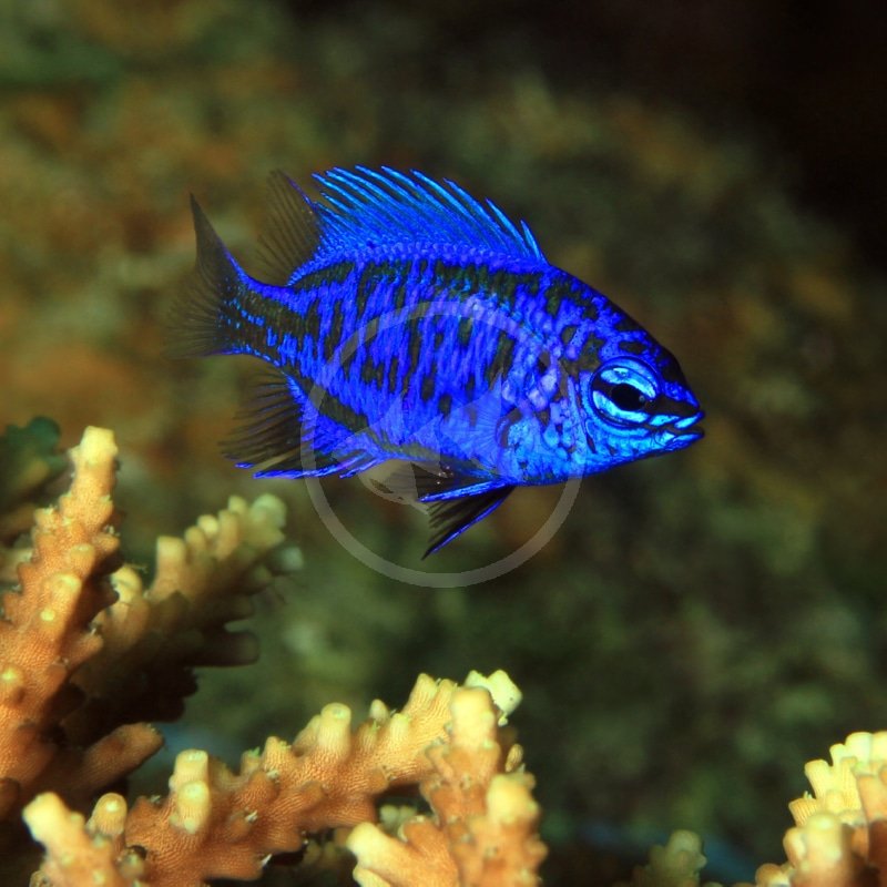 Springeri Damsel