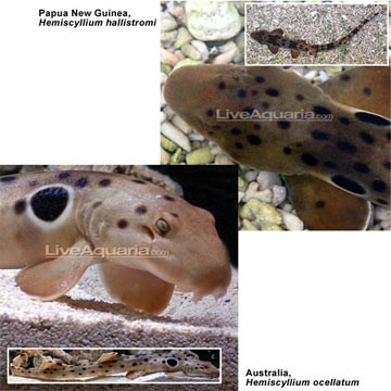 Epaulette Shark