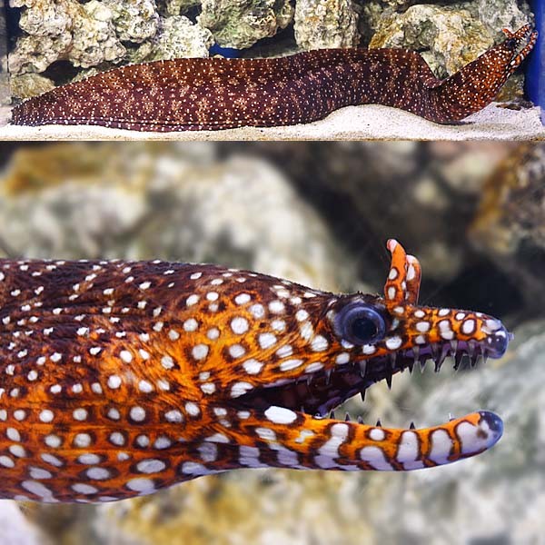 Japanese Dragonet