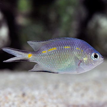 Orange-Lined Cardinalfish