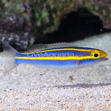 Small-mouth Anthias