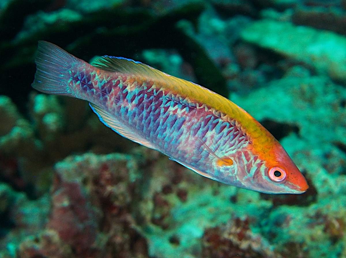Lubbock's Fairy Wrasse