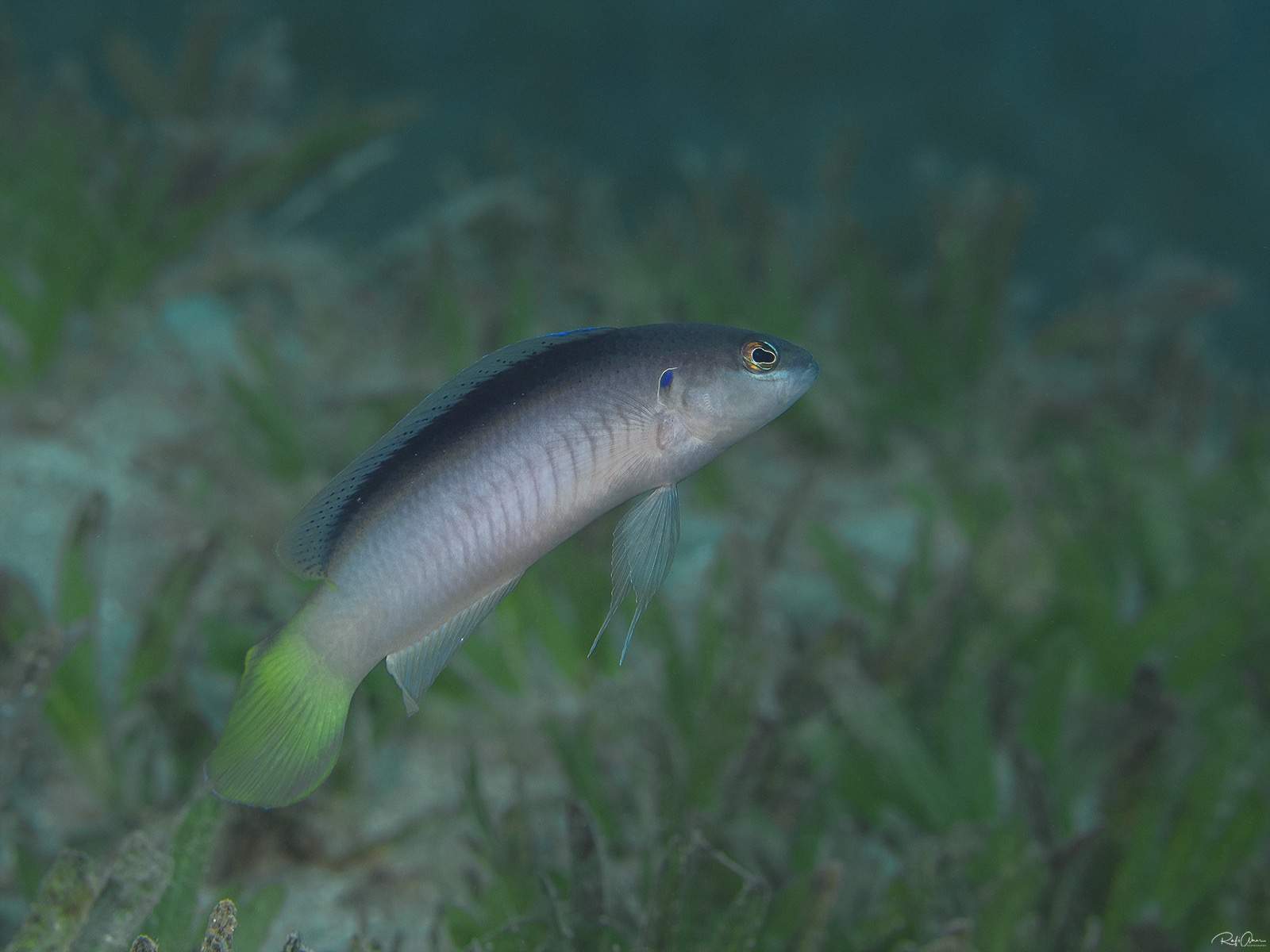 Pes' Dottyback