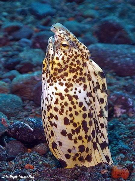 Marbled Snake Eel