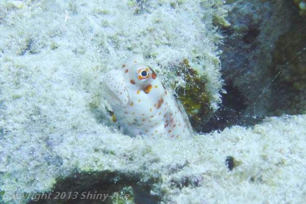Red-spotted Blenny