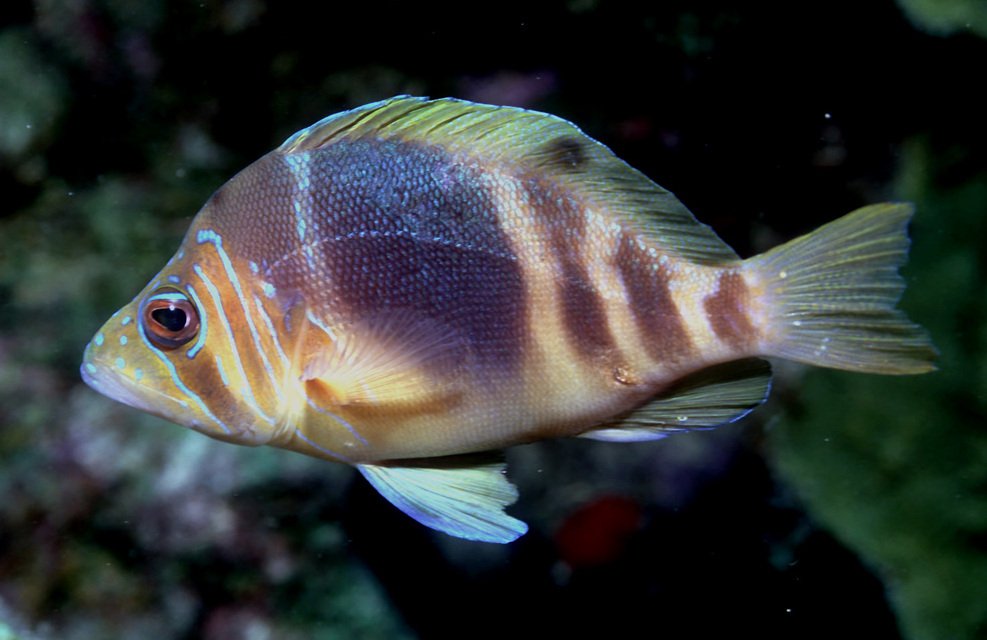 Barred Hamlet