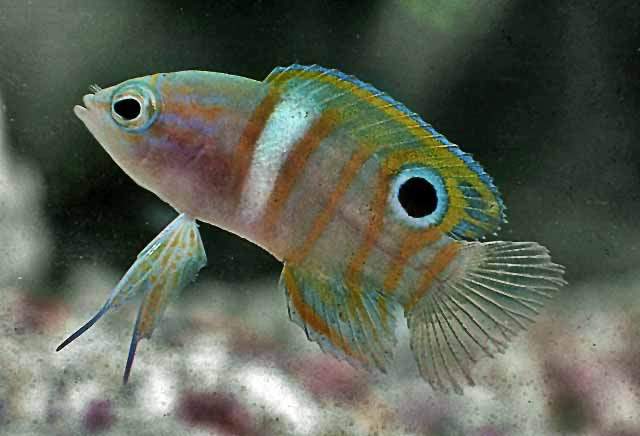Rose Basslet