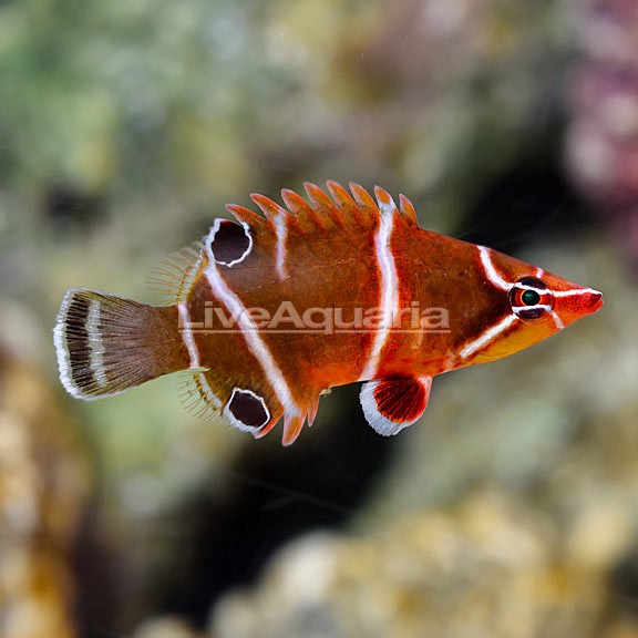 White-Banded Anthias