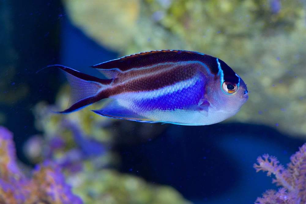 Ornate Angelfish