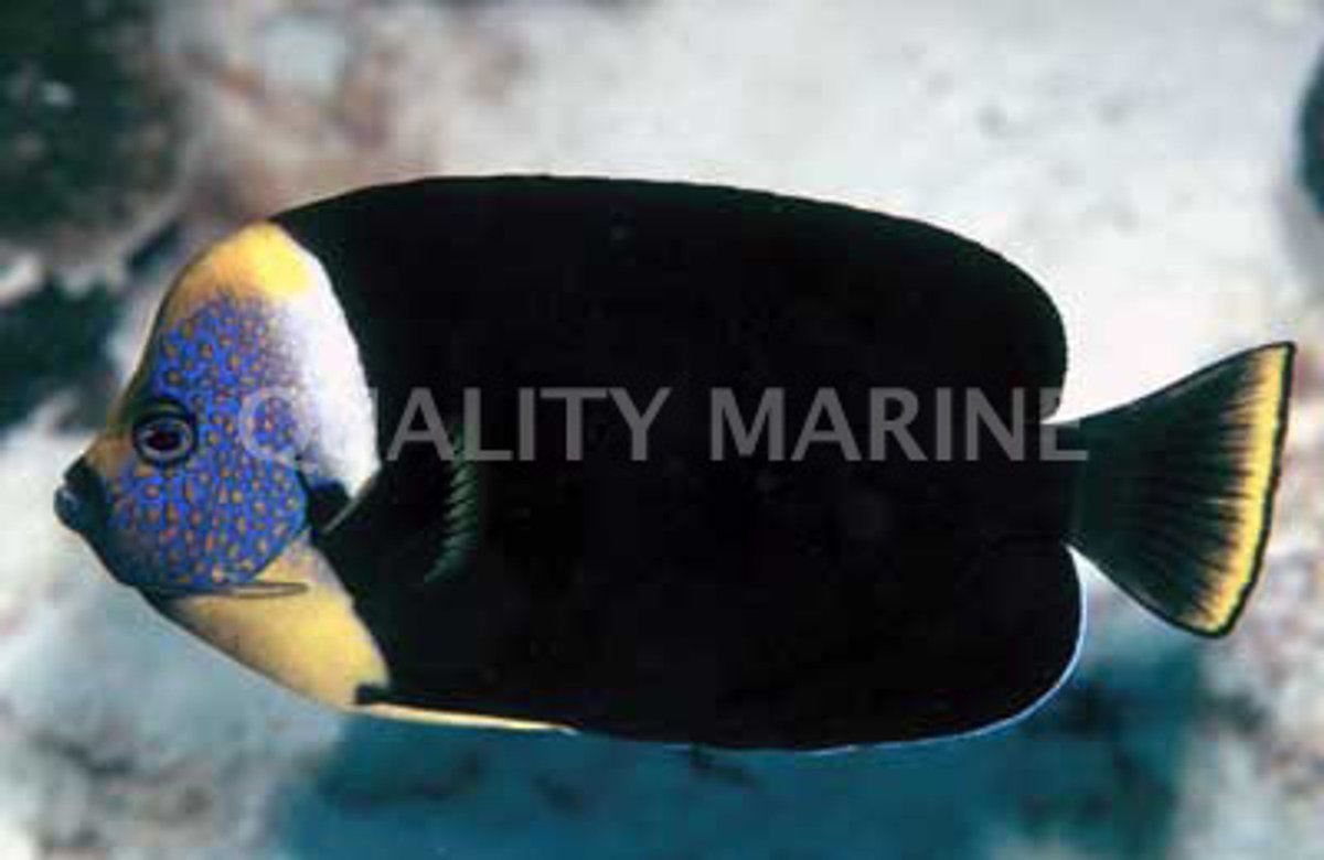 Personifer Angelfish
