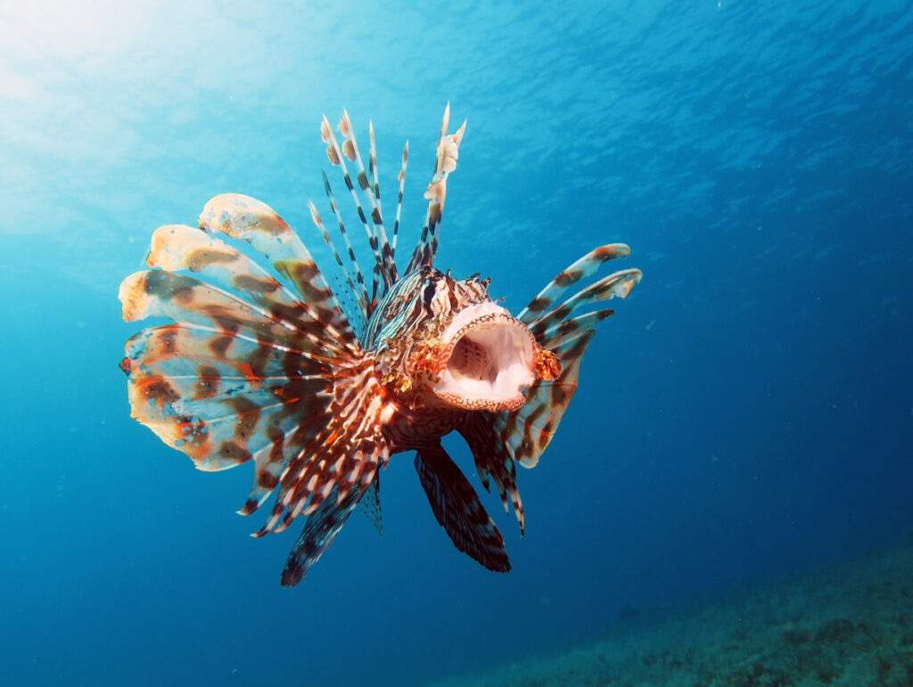 Russell's Lionfish