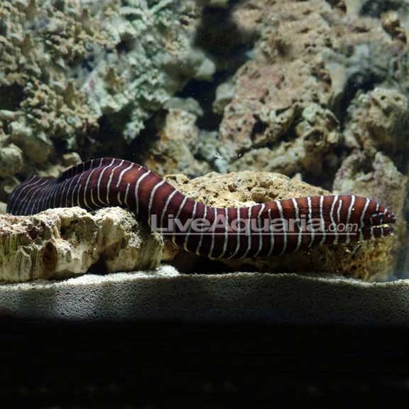 Zebra Moray