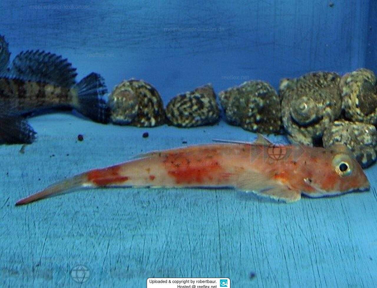 DeLand's Dragonet