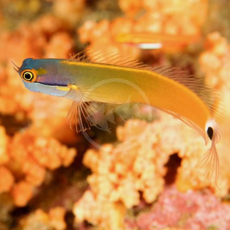 Tailspot Blenny