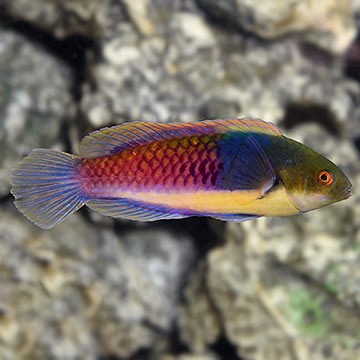 Bluehead Wrasse