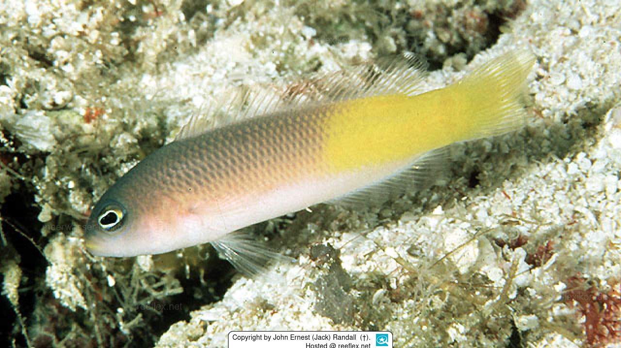 Cole's Dottyback