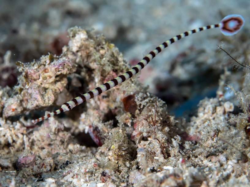 Ringed Pipefish