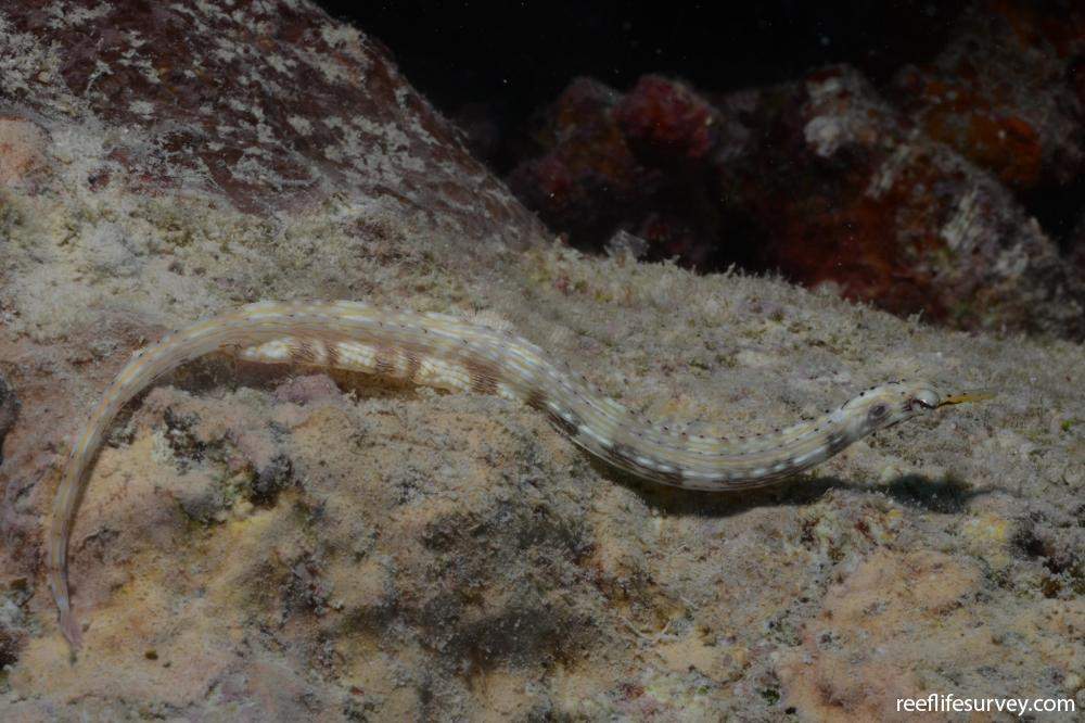 Banded Pipefish
