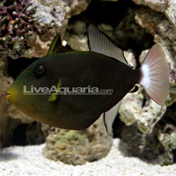 Pinktail Triggerfish