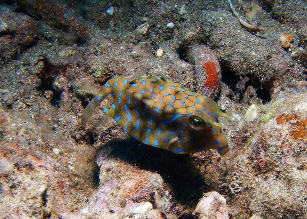 Thornback Cowfish