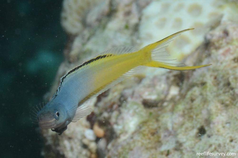 Bicolor Fangblenny